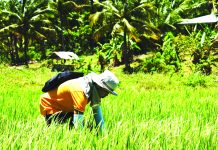 Antique farmers suffer P15-M crop damage due to prolonged dry spell