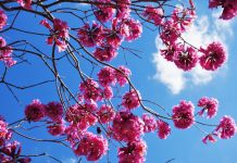 El Salvador’s nat’l flower along Diversion Road impresses public