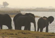 Botswana lifts hunting ban