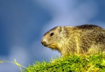 Couple dies of bubonic plague