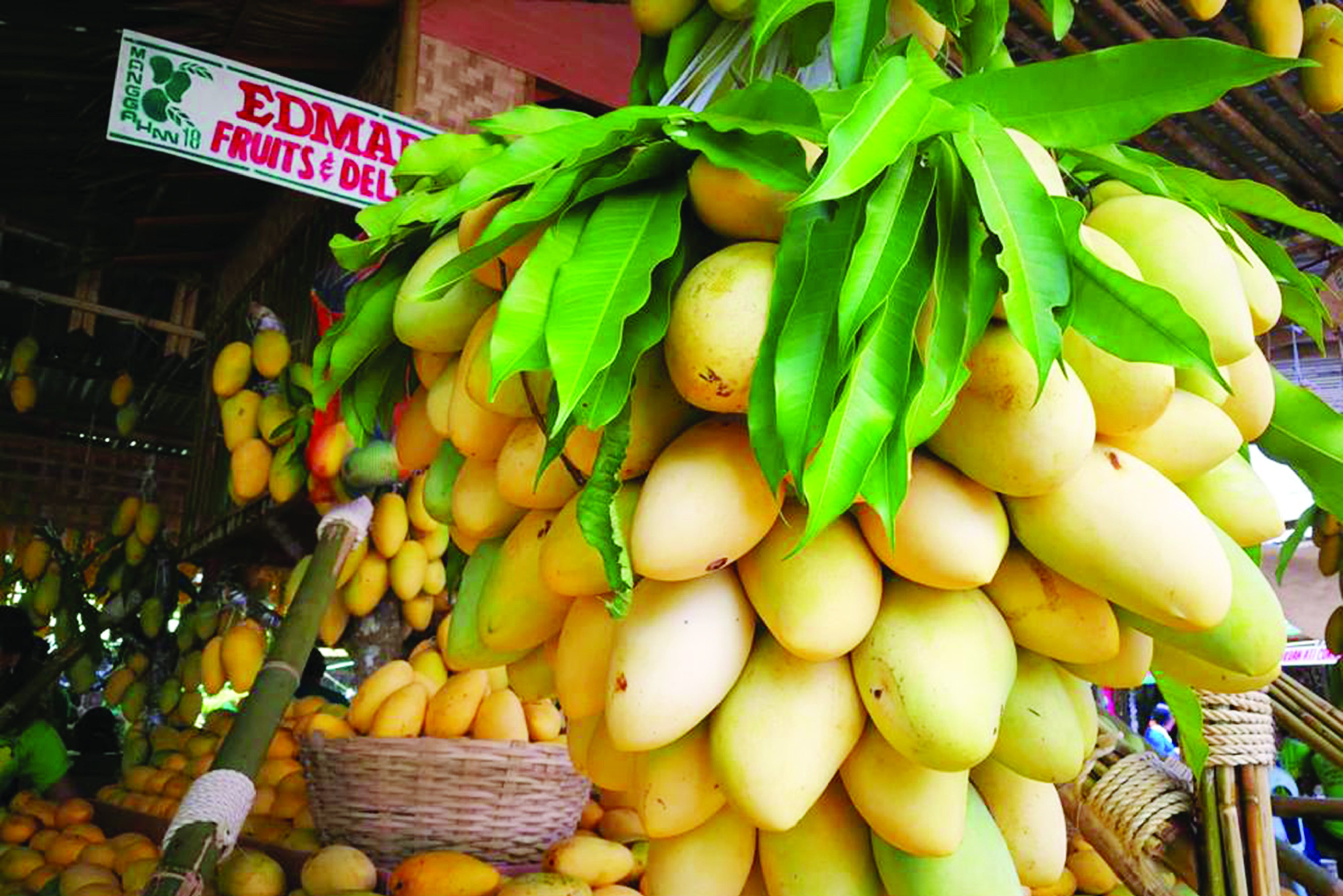 DA showcases Guimaras mangoes in 2-day expo