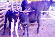 El Niño woe: NegOcc animal raisers suffer P4.6-M losses