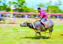 Pavia’s Carabao–Carroza proudly plows on at 47