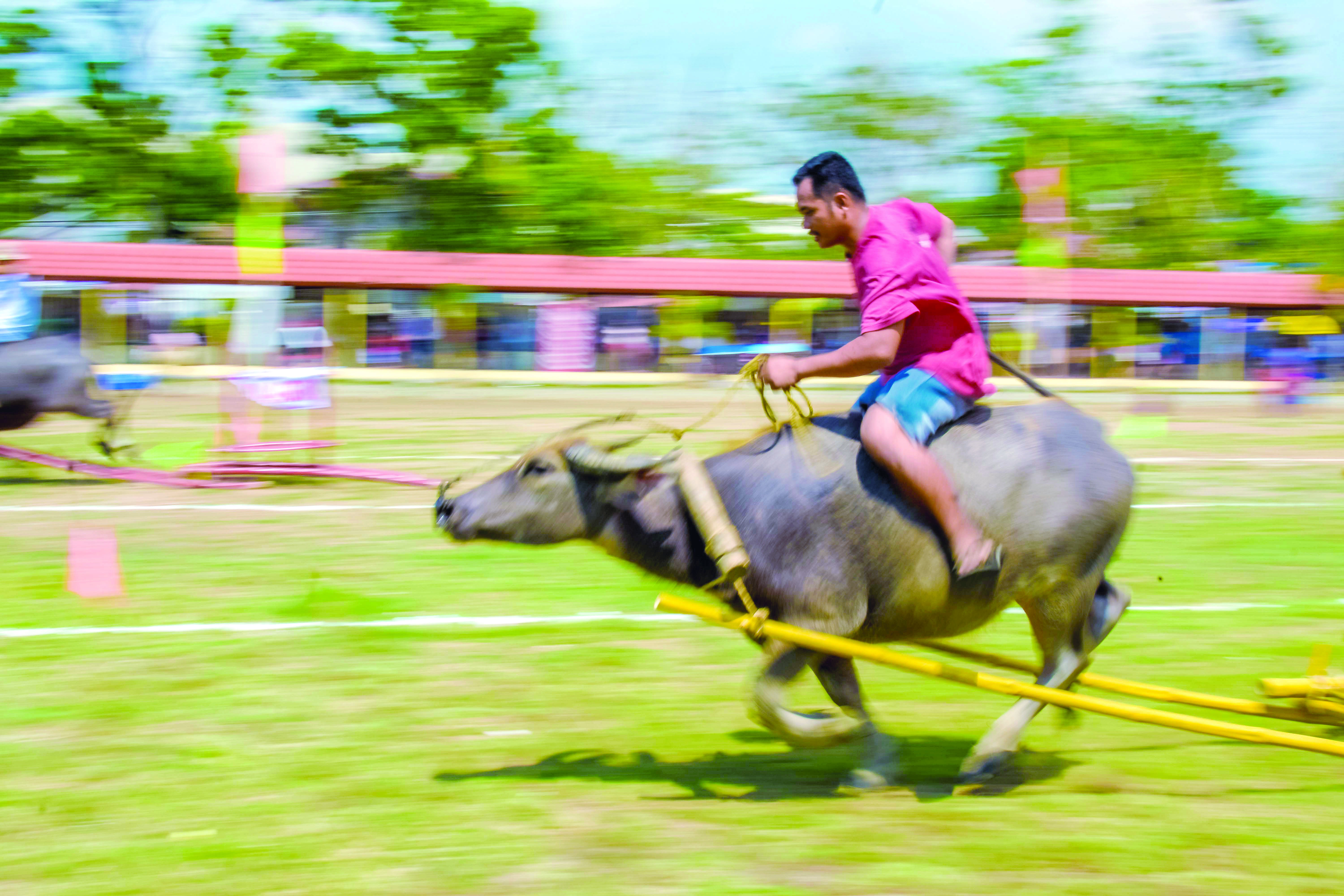 Pavia’s Carabao-Carroza Festival