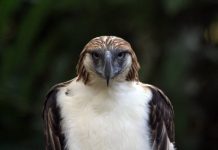 PH to loan Philippine Eagle pair to Singapore