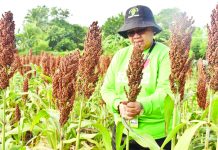 DA W. Visayas pushes sorghum production