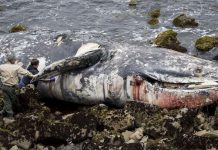 Whale deaths on US West Coast may be linked to Arctic warmth
