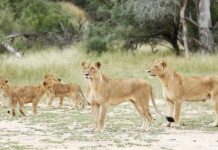 14 lions escape in South Africa