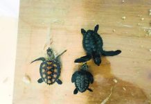 3 turtle weaklings released in Boracay