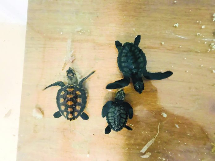 3 Turtle Weaklings Released In Boracay