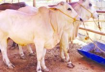 Artificial insemination to boost NegOcc cattle industry The Negros Occidental Provincial Veterinary Office plans to use artificial insemination as a breeding method to accelerate genetic improvement and production of cattle in the province. PNA