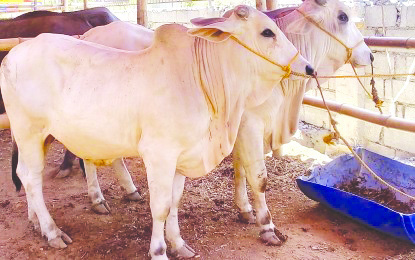 Cattle The Negros Occidental Provincial Veterinary Office plans to use artificial insemination as a breeding method to accelerate genetic improvement and production of cattle in the province. PNA