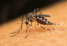 2 more Iloilo boys die of dengue