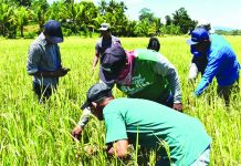 Bago City pushes more efficient rice production Photo for representation only. DA REGION 6
