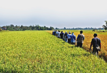 Antique to buy ‘palay’ seeds for El Niño-hit farmers
