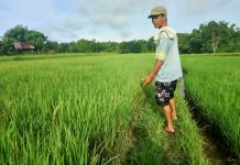 Antique loses P49.6-million crops to El Niño