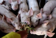 NegOcc strengthens watch to ward off African Swine Fever Negros Occidental is partnering with 10 local government units to boost the local animal genetic improvement program. A total of four centers are expected to open this year, says Dr. Renante Decena, head of the Provincial Veterinary Office. REUTERS