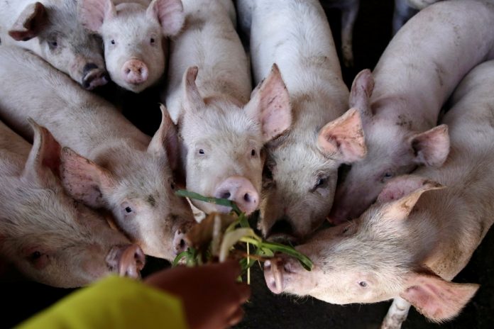 Negros Occidental is partnering with 10 local government units to boost the local animal genetic improvement program. A total of four centers are expected to open this year, says Dr. Renante Decena, head of the Provincial Veterinary Office. REUTERS