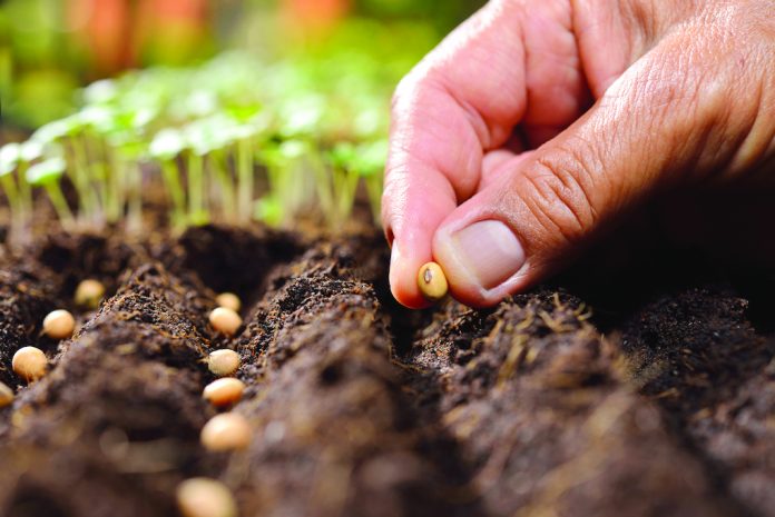 Planting seeds