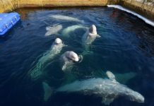 Russia fines ‘whale jail’ company after outcry