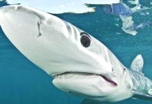 Canada becomes the first G20 country to ban shark fin trade