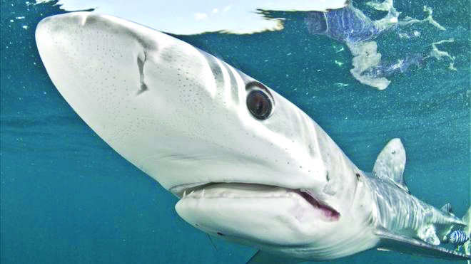Shark fins Canada