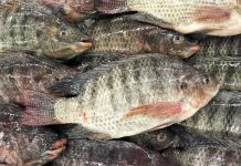 Nearly half a million tilapia fingerlings distributed in Iloilo’s ramped up aquaculture drive