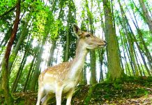 Animals ‘can’t adapt to climate breakdown’ Animals like roe deer and magpies are not able to adapt quickly enough to keep pace with the changing climate, scientists say. THE ECOLOGIST