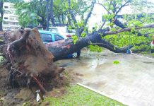 This uprooted tree damages three parked vehicles on Bonifacio Drive on July 16. IAN PAUL CORDERO/PN