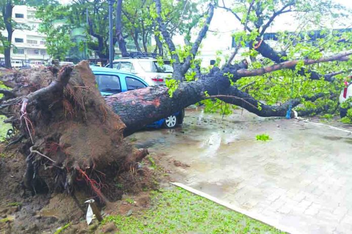 This uprooted tree damages three parked vehicles on Bonifacio Drive on July 16. IAN PAUL CORDERO/PN