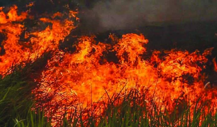 Central Portugal Wildfire More than 1,000 firefighters battled three blazes sweeping across central Portugal early on Sunday, July 21, 2019 prompting authorities to partially evacuate a village and leaving one person with severe injuries. NSTP Archive