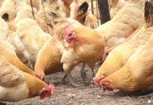 2 face raps for stolen chicken