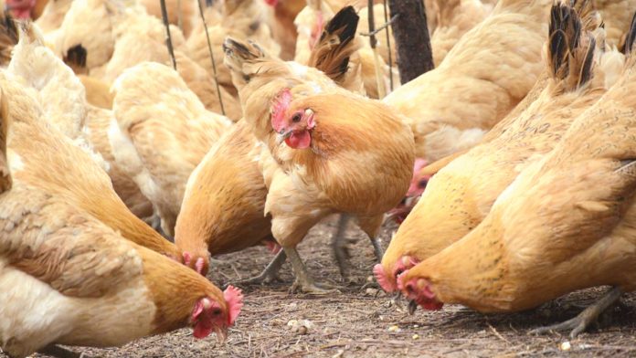 Chicken