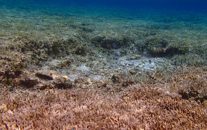 According to the University of the Philippines’ Marine Science Institute, the Philippines loses about P33.1-billion every year due to the damaged coral reefs in the disputed area of the West Philippine Sea. PHOTO COURTESY OF DR. DEO FLORENCE ONDA OF THE UNIVERSITY OF THE PHILIPPINES’ MARINE SCIENCE INSTITUTE