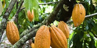 Criollo cacao is used in the Philippines to make chocolate bars called tablea and in a traditional hot chocolate drink or tsokolate. It can also be processed into cocoa nibs or powder. It is the preferred variety in making sticky rice rolls or suman, according to the Slow Food Foundation for Biodiversity. AMAZON.COM