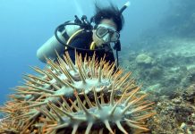‘STARFISH OUTBREAK’ Destructive ‘crown-of-thorns’ invade Culasi, Antique A diver checks out a crown-of-thorns starfish in the waters of Culasi, Antique. The long spines are capable of severe stings. There’s an outbreak of this predator starfish in Culasi. PHOTO COURTESY OF CHRISTOPHER SALAO