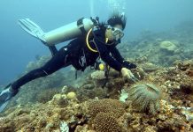 MENACE IN THE DEEP. Removing crown of thorns starfish eating the corals of Culasi, Antique requires skill. This careful diver uses huge forceps. Contact will almost surely inflict severe swelling, pain and nausea that can last for hours or days. The crown of thorns starfish has numerous spines projecting from its body. It has a large central disk and has around seven to 23 arms. PHOTO COURTESY OF CHRISTOPHER SALAO