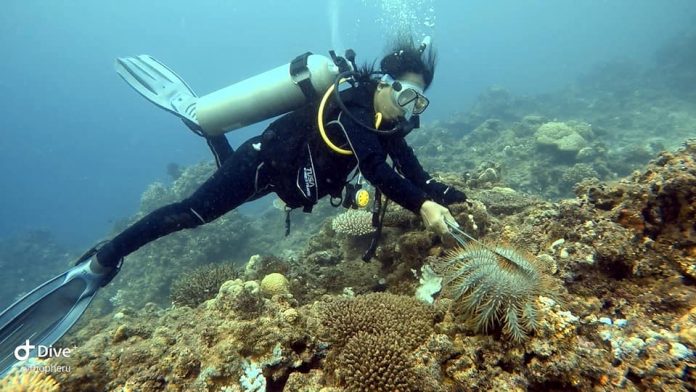 Crown of thorns starfish eating the corals of Culasi, Antique MENACE IN THE DEEP. Removing crown of thorns starfish eating the corals of Culasi, Antique requires skill. This careful diver uses huge forceps. Contact will almost surely inflict severe swelling, pain and nausea that can last for hours or days. The crown of thorns starfish has numerous spines projecting from its body. It has a large central disk and has around seven to 23 arms. PHOTO COURTESY OF CHRISTOPHER SALAO