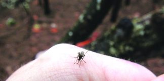 Dengue is a mosquito-borne viral disease characterized by a high fever (40°C/104°F) accompanied by two of these symptoms: severe headache, pain behind the eyes, muscle and joint pains, nausea, vomiting, and swollen glands or rash. Symptoms usually last for two to seven days, after an incubation period of four to 10 days after the bite from an infected mosquito. FILE photo
