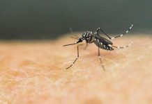 The local government unit of Culasi in Antique is pushing for the declaration of the town “in state of calamity.” Four dengue deaths have placed the town in a critical situation, according to the Integrated Provincial Health Office.