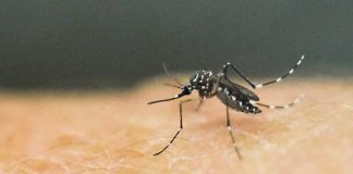 The local government unit of Culasi in Antique is pushing for the declaration of the town “in state of calamity.” Four dengue deaths have placed the town in a critical situation, according to the Integrated Provincial Health Office.