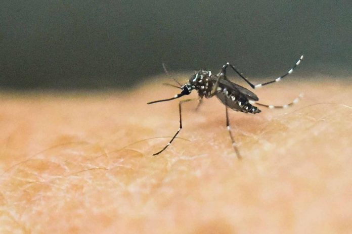 Dengue Mosquito The local government unit of Culasi in Antique is pushing for the declaration of the town “in state of calamity.” Four dengue deaths have placed the town in a critical situation, according to the Integrated Provincial Health Office.