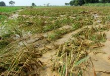 ‘Jenny’ leaves P4.5-million damage to Antique crops Rice farmers in four towns of Antique reported production losses worth around P4.49 million due to the monsoon rains that the Tropical Storm Jenny enhanced on Aug. 27 to 28.