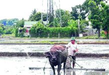 A farmer in Sibalom, Antique plows his field as the palay planting season starts.