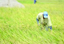 NegOcc guv to help farmers cope with low ‘palay’ prices “Senate Bill 34” has been filed seeking support for small farmers and organizations to engage in organic farming to produce more healthful agricultural products. IAN PAUL CORDERO/PN