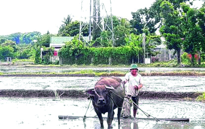 A farmer in Sibalom, Antique plows his field as the palay planting season starts.