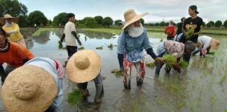 The Provincial Agriculture’s Office in Aklan is urging farmers to submit their application claims to the Philippine Crop Insurance Corporation to access affordable agricultural insurance protection against crop losses due to pests, diseases and natural calamities. BITLANDERS