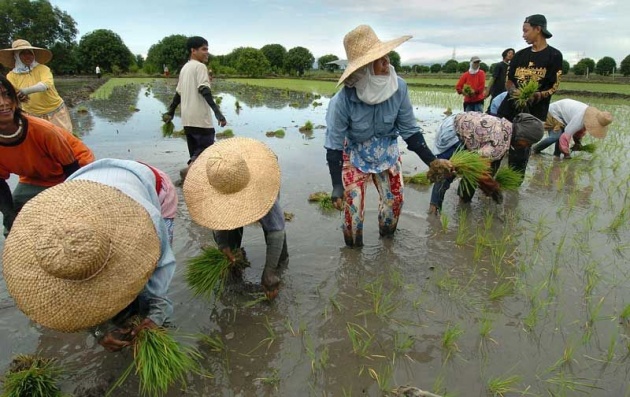 Farmers The Provincial Agriculture’s Office in Aklan is urging farmers to submit their application claims to the Philippine Crop Insurance Corporation to access affordable agricultural insurance protection against crop losses due to pests, diseases and natural calamities. BITLANDERS