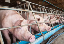 Agri department teams up with FDA on vaccines for livestock, poultry