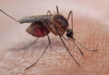 ‘Resistant’ malaria spreading in South East Asia, says experts Malaria is a life-threatening disease. It's typically transmitted through the bite of an infected Anopheles mosquito. Infected mosquitoes carry the Plasmodium parasite. GETTY IMAGES